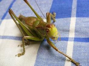 购买蝈蝈个人资料